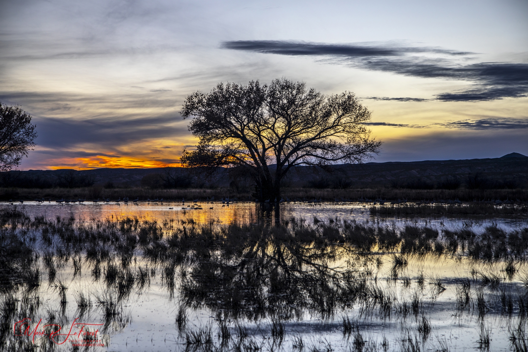 Sunset, Bosque del Apache, New Mexico